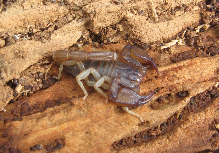 Scorpion